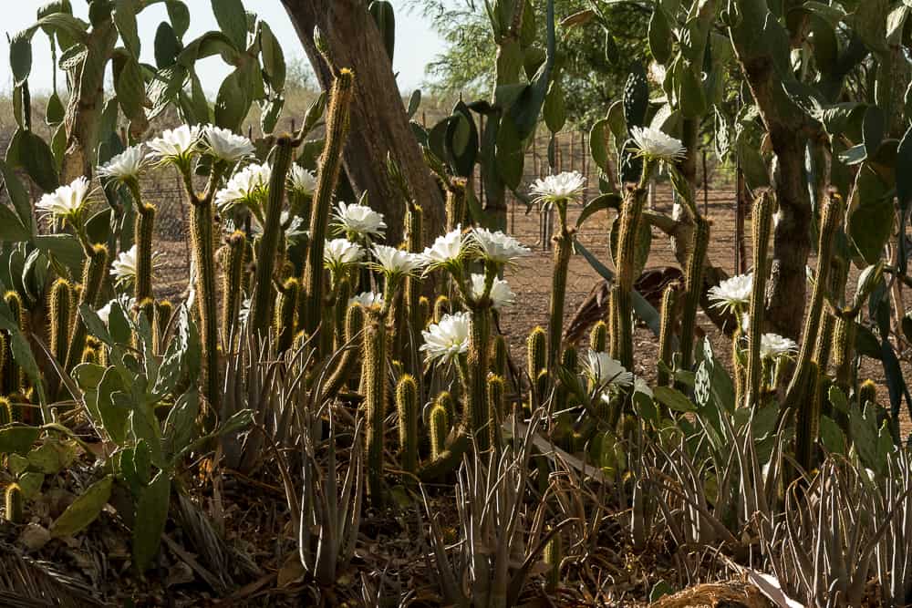 Blütenpracht auf der Farm Nutupsdrift in Namibia